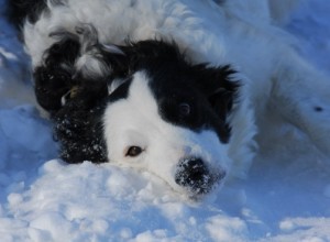 Wälzen im Schnee