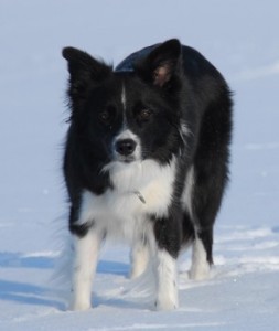 Spice im Schnee