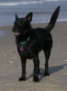 Bohne am Strand