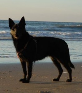 Bohne 2006
