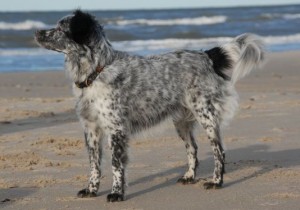 Strandschlumpf