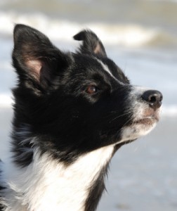 Spicy Portrait am Strand