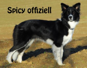 SpicyOffiziell
