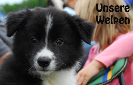 Unsere Welpen