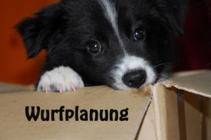 Wurfplanung