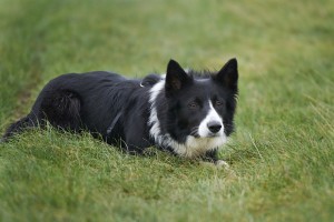 DSC_4424