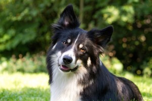 IMG_5952_haggisportrait